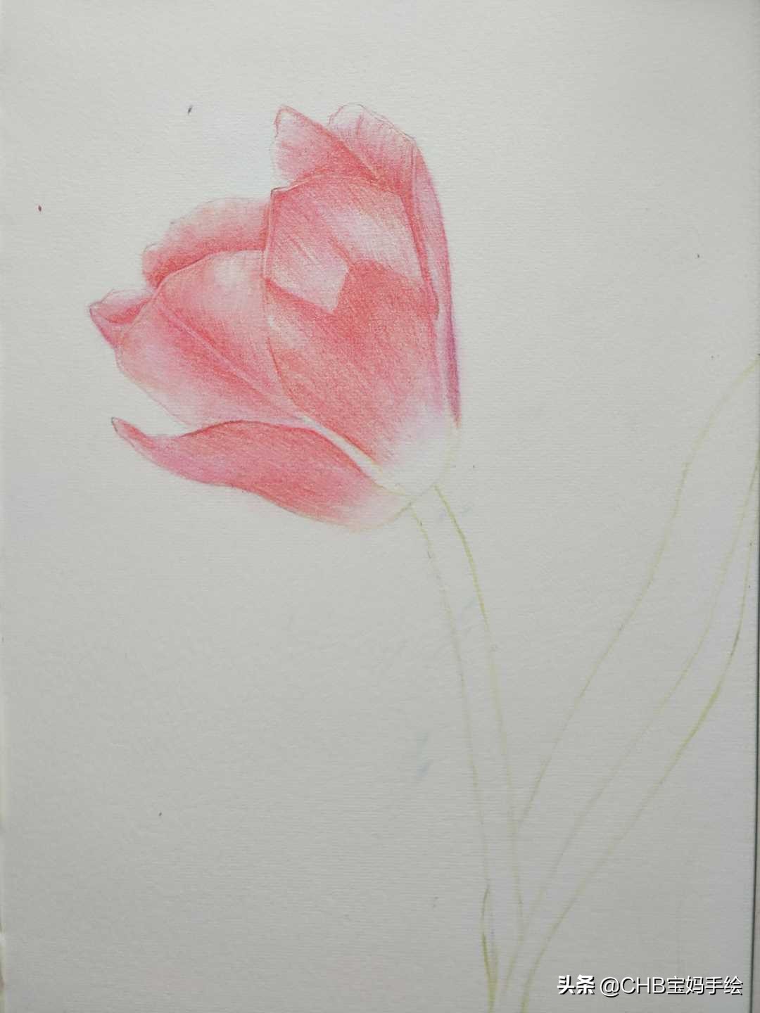 怎么在扇子上画郁金香简单用彩铅,彩铅绘画ins风郁金香整幅