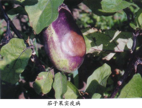 下雨天茄子预防病害,连续阴雨天如何防治茄子病虫害