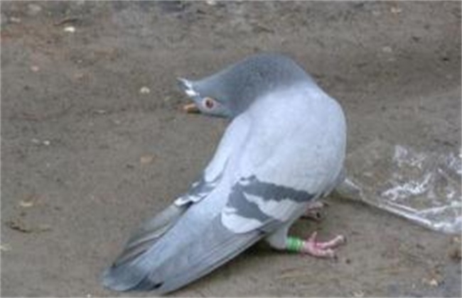 阿莫西林治鸽子歪脖病吗,鸽子歪脖怎么治疗好得快啊