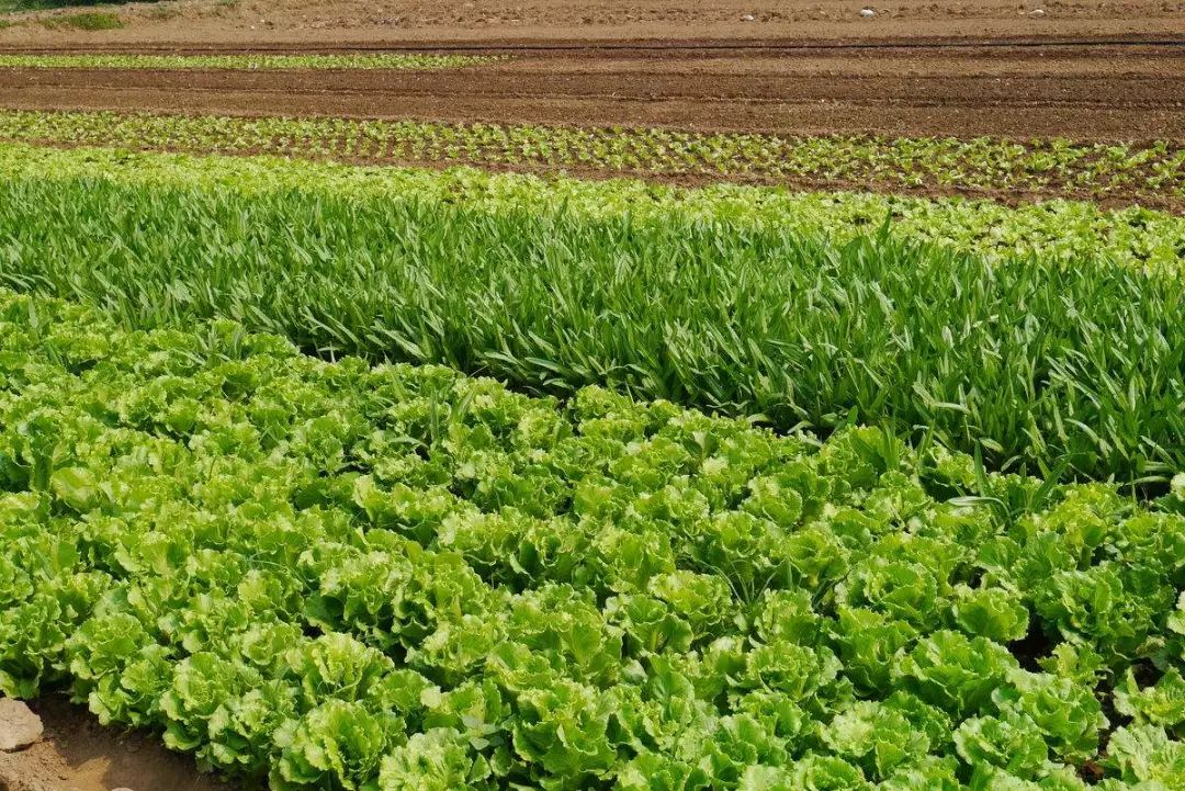 农村搞养殖的成功秘诀,未来五年适合农村生态养殖的项目