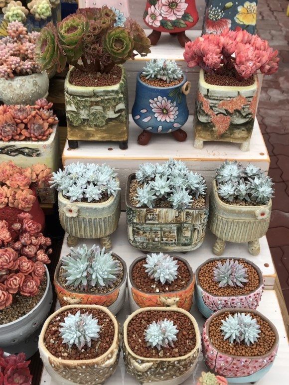 惊艳的韩国多肉,让人震撼的多肉