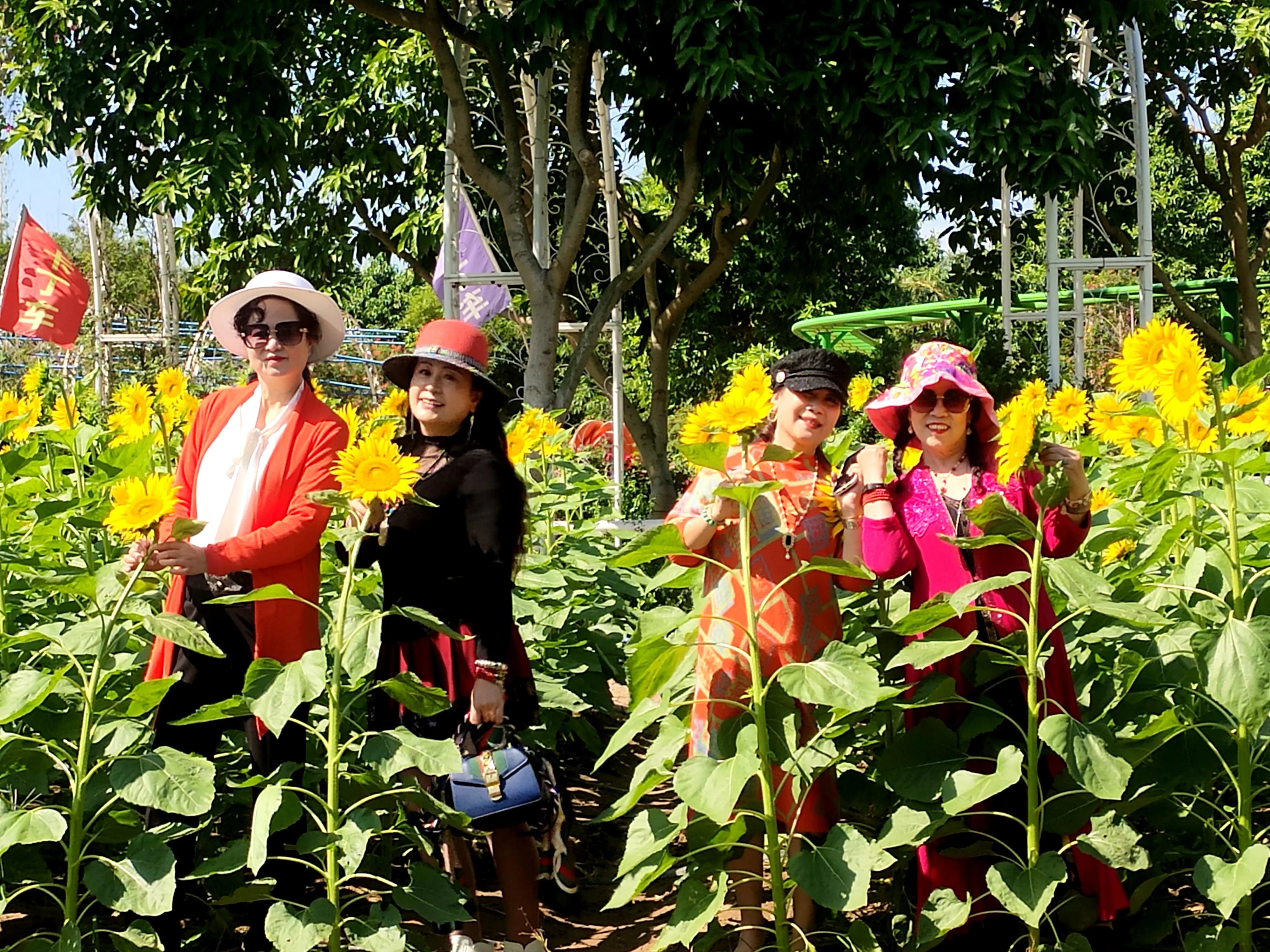 南沙好玩的地方百万葵园,广州南沙百万葵园几月份去最好