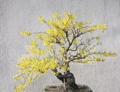 大型连翘树桩盆景图片及价格,连翘树桩盆景图片