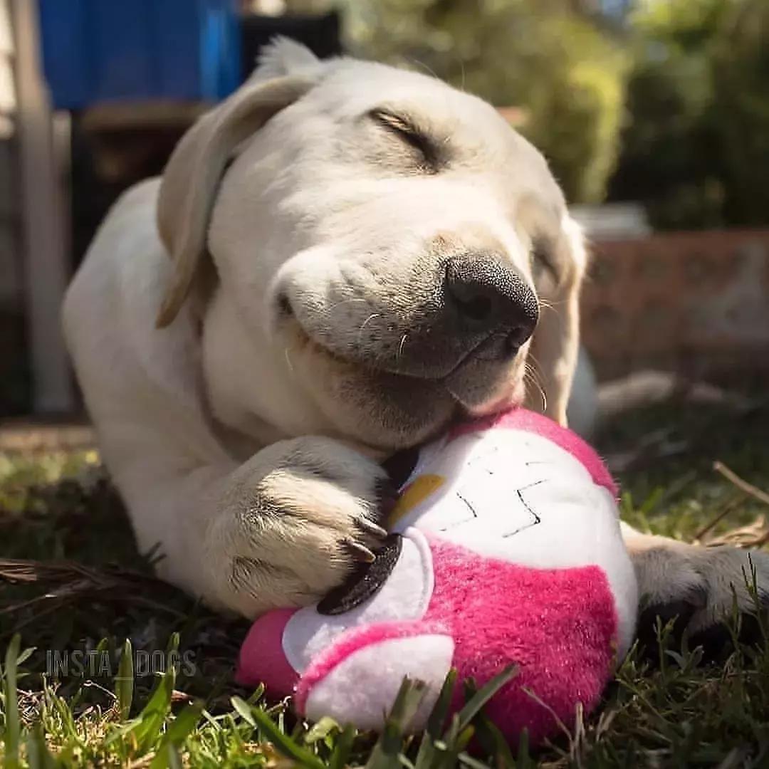 狗狗适合什么玩具及如何和它玩耍,养宠物狗给它准备什么