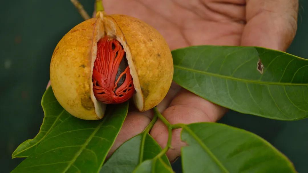 肉豆蔻荷兰西班牙,肉豆蔻历史
