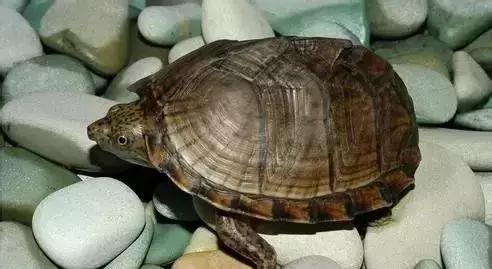 家庭养什么龟最旺风水,养龟秘诀