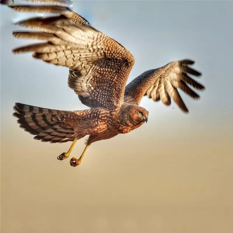 鹰姿风采,英姿飒爽