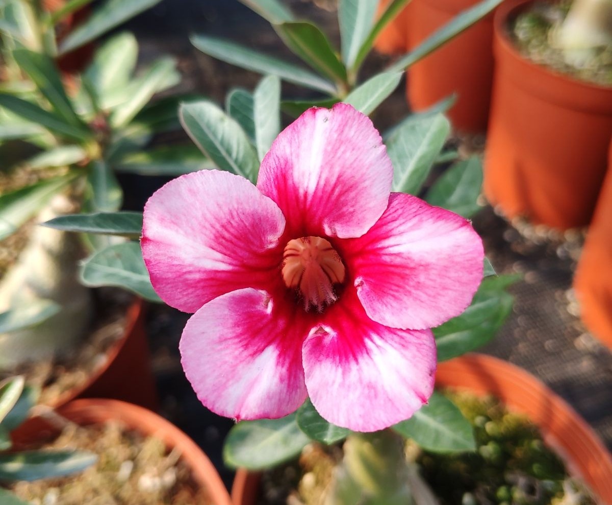 84个沙漠玫瑰品种，收起来慢慢看，待到来年春天选几种喜欢的养