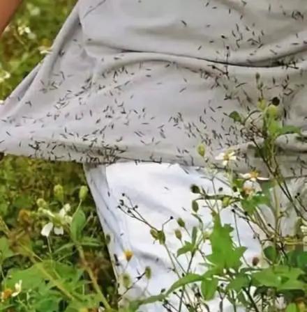 院子里有杂草适合养什么,庭院清除杂草的最佳方法