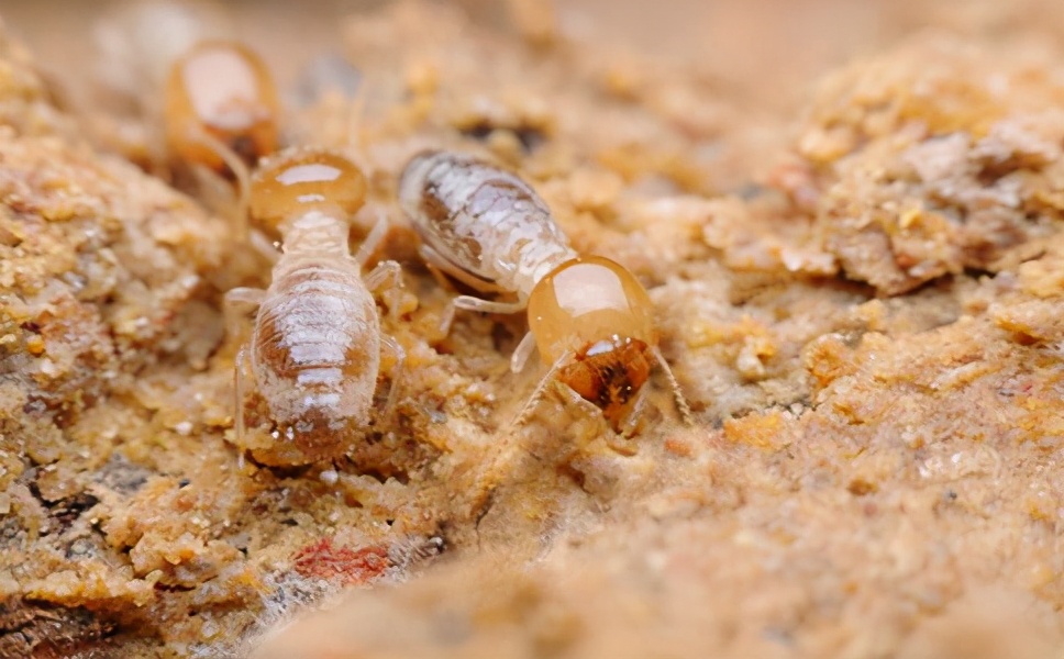 广州上门白蚁防治哪家便宜,广州上门白蚁防治哪家划算