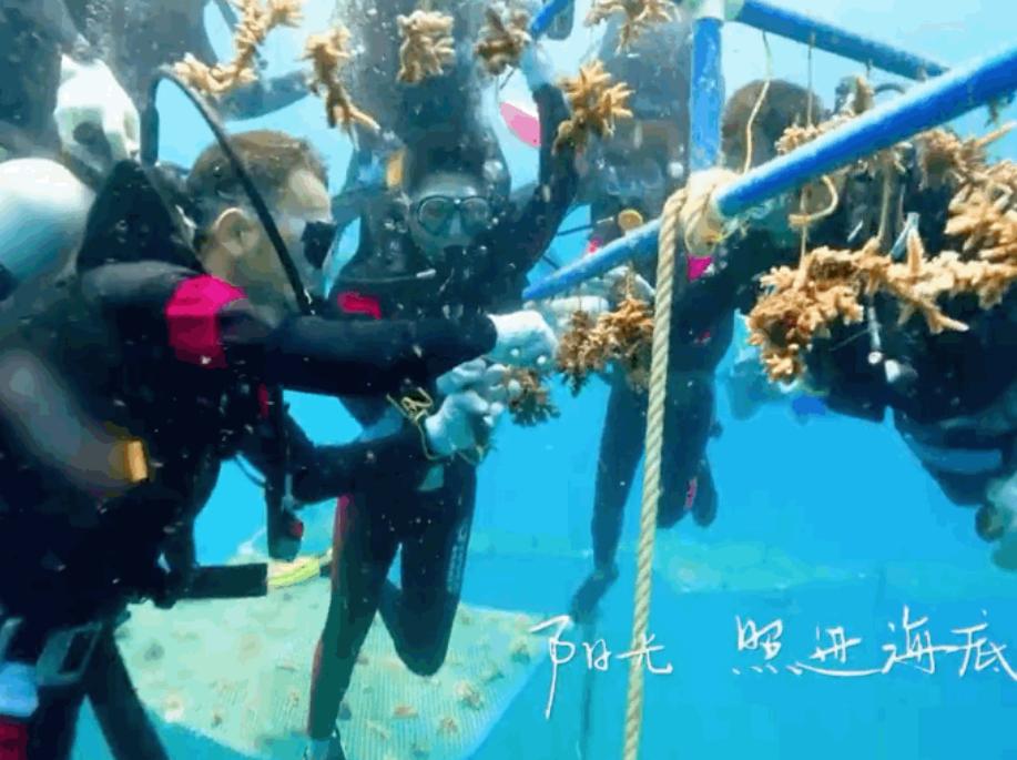 央视主持人珊瑚,央视主持人种珊瑚