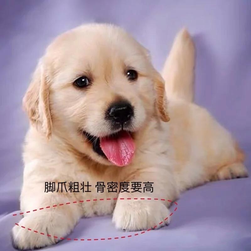 挑选金毛幼犬品相,一个月红毛金毛品相怎么看