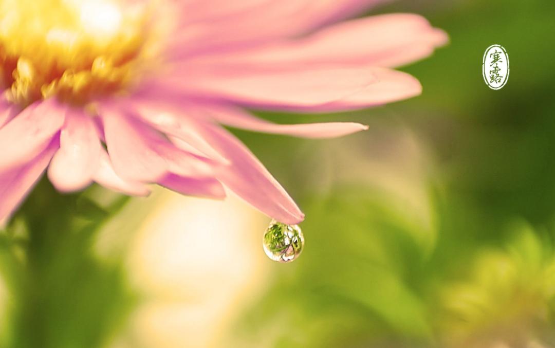 「诗词鉴赏」秋深寒露候，古诗词里的寒露，静看秋意渐浓