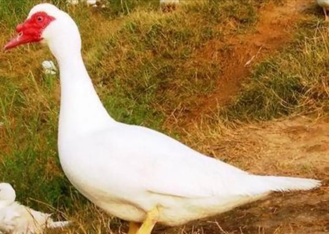 适合农村小本创业项目小型加工厂,十个适合女性的小本创业项目推荐