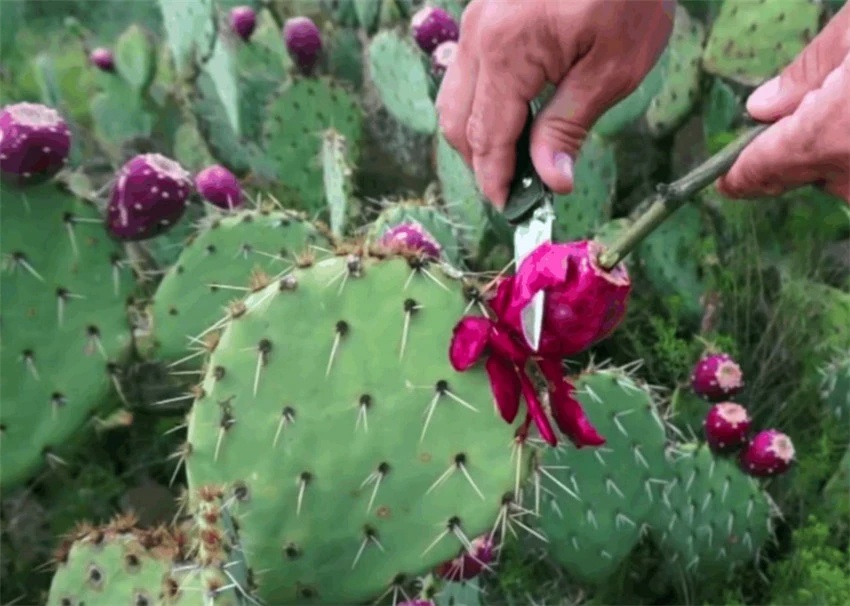 仙人掌长成仙人柱,仙人掌长了果子