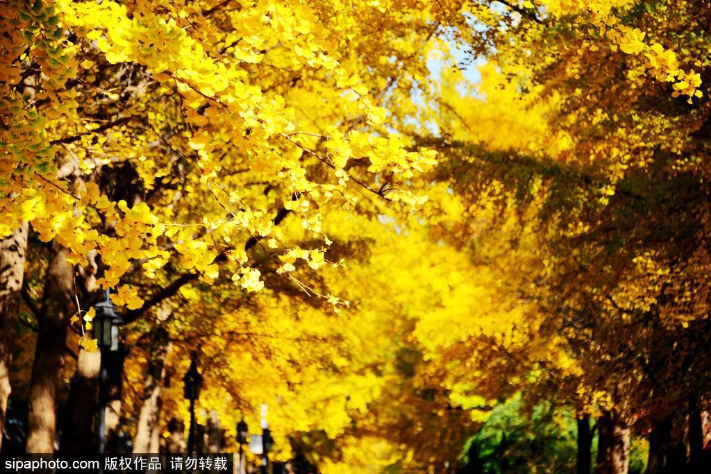 17处京城绝美银杏观赏点，看看有没有家门口的？