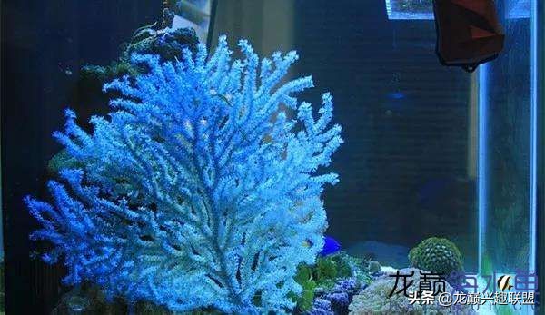 看完别笑，都陪我哭！新人下海开缸的血泪史