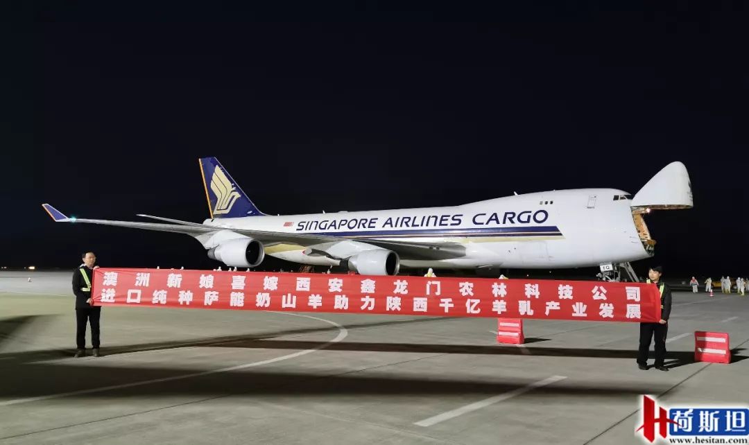 澳洲“飞来”930多只种羊空降银川