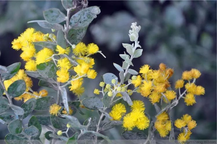 50种鲜切花花语，每个花艺师都要知道