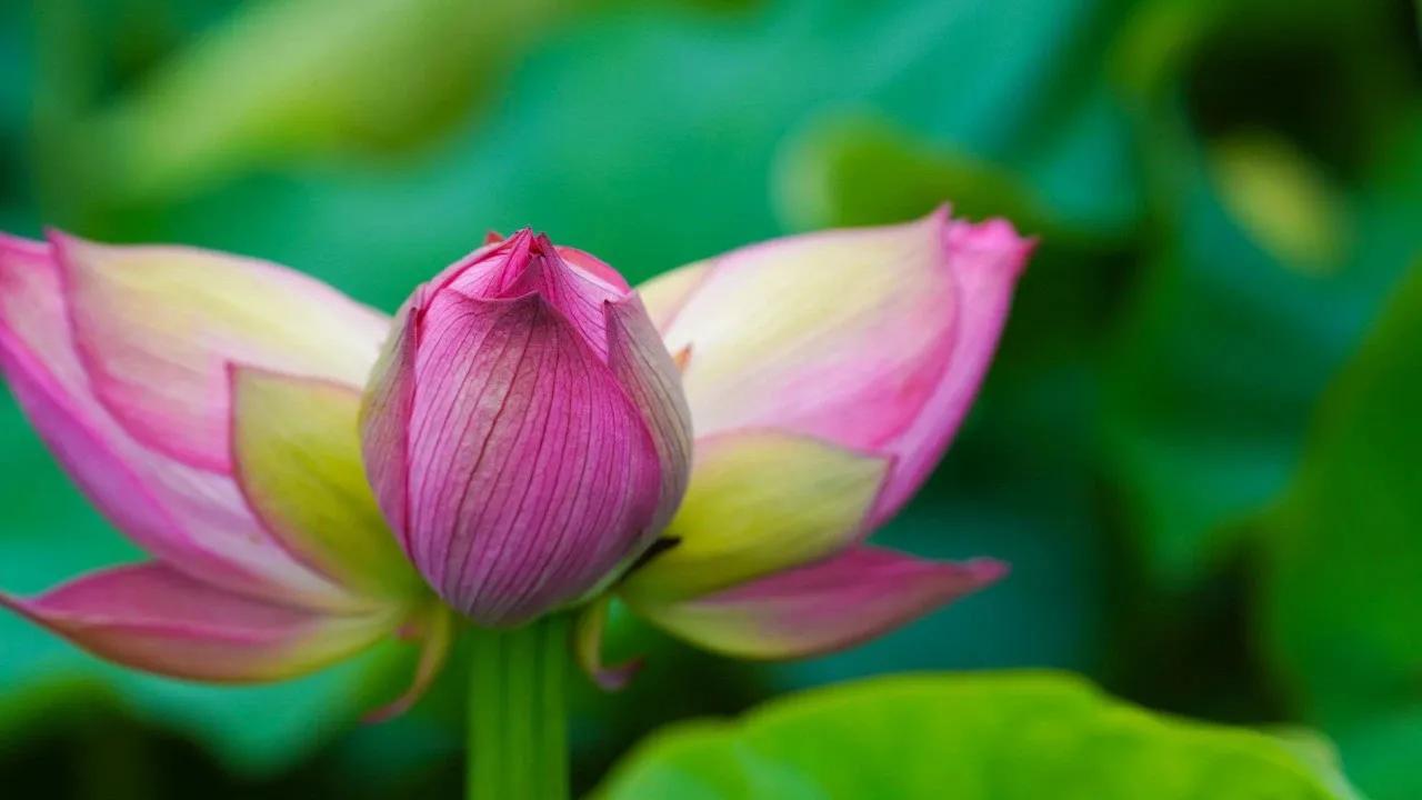 并蒂莲七绝二首,并蒂莲七绝诗