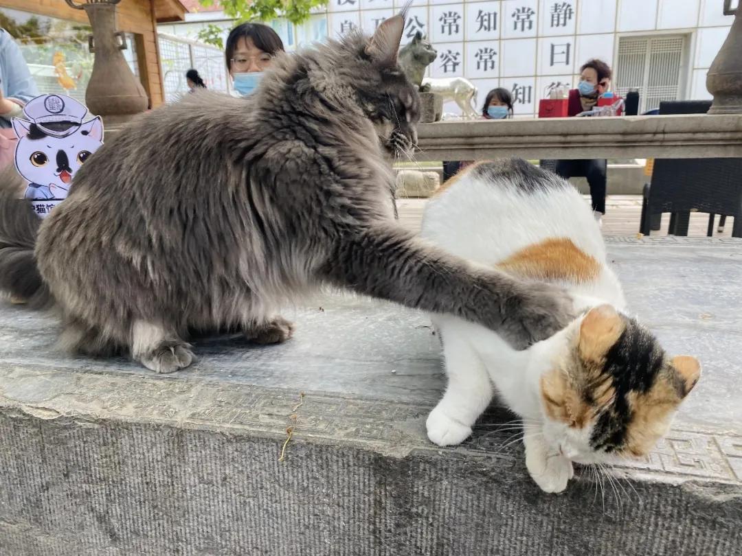 团宠猫咪的性格,小猫有多抗打