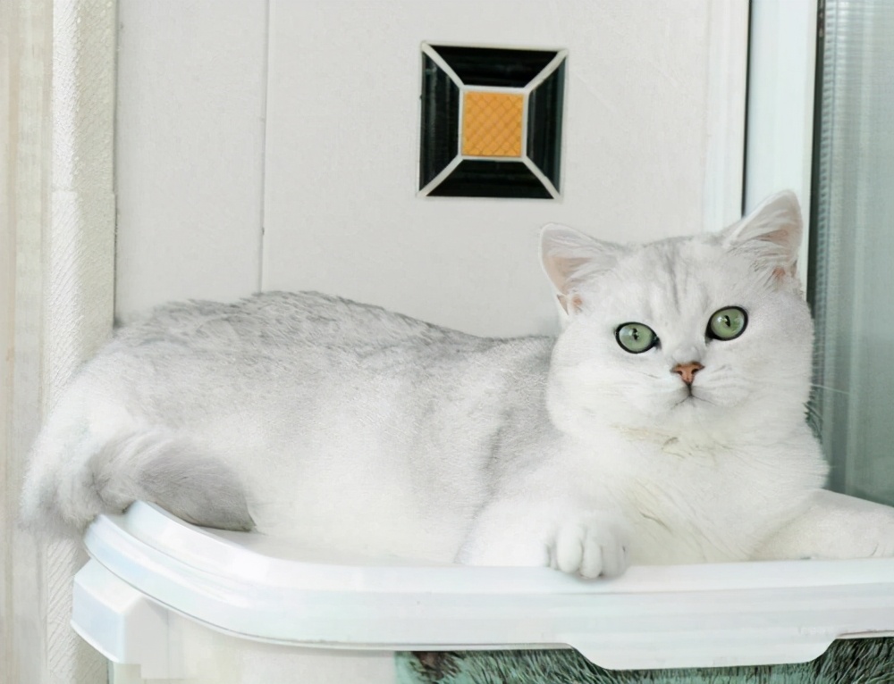 英短猫哪种花色不推荐,英短蓝白猫咪尴尬期前后对比