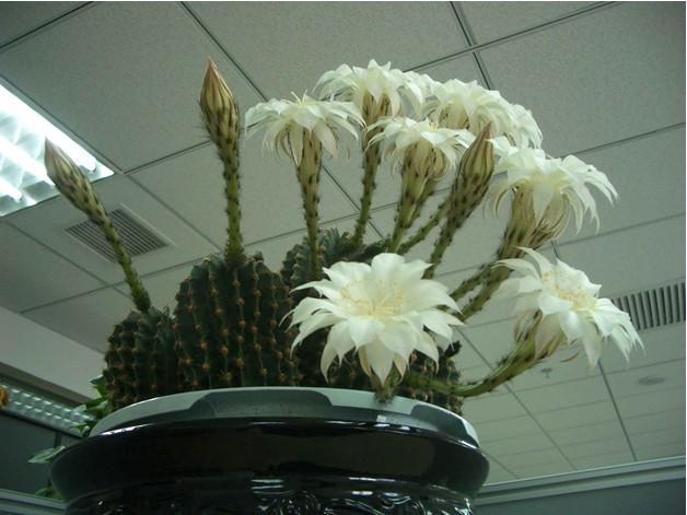 仙人球名贵品种图片大全,仙人球奇形怪状