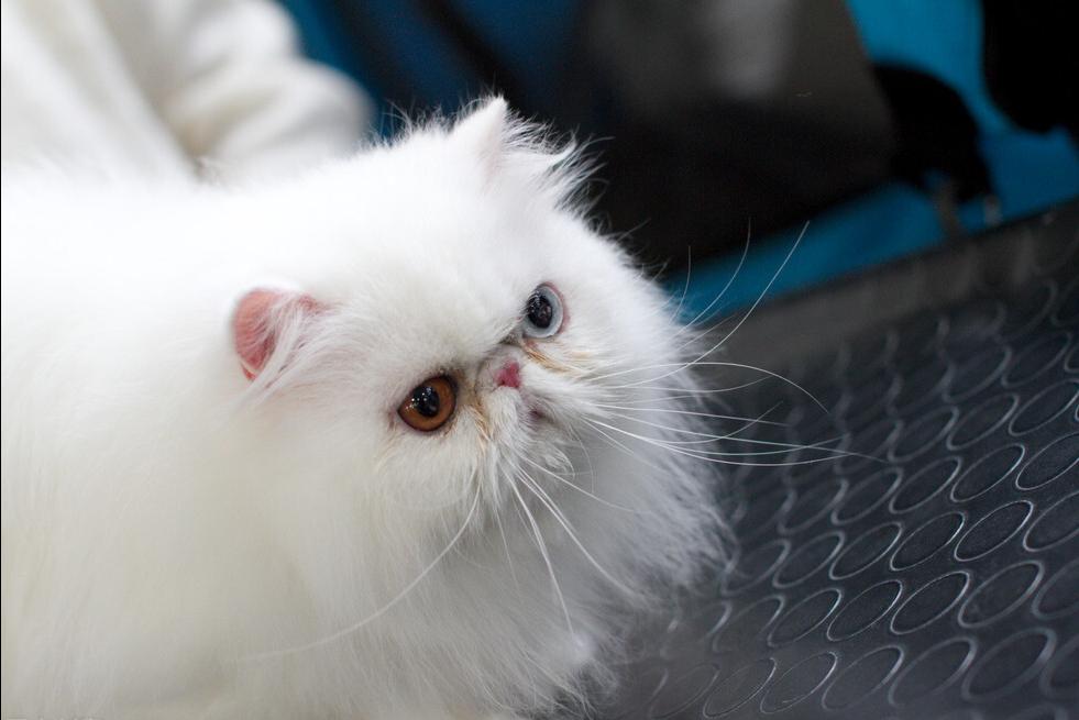 为什么养“波斯猫”的人，越来越少，看看它这7个缺点