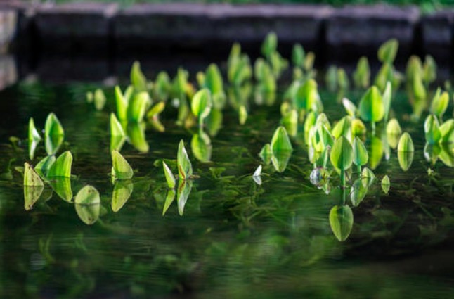苏轼最经典词十首,苏轼写了一首很是肉麻的词