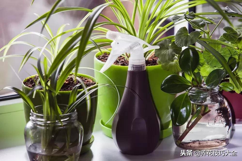 高锰酸钾除盆栽霉菌,植物有霉菌怎么处理