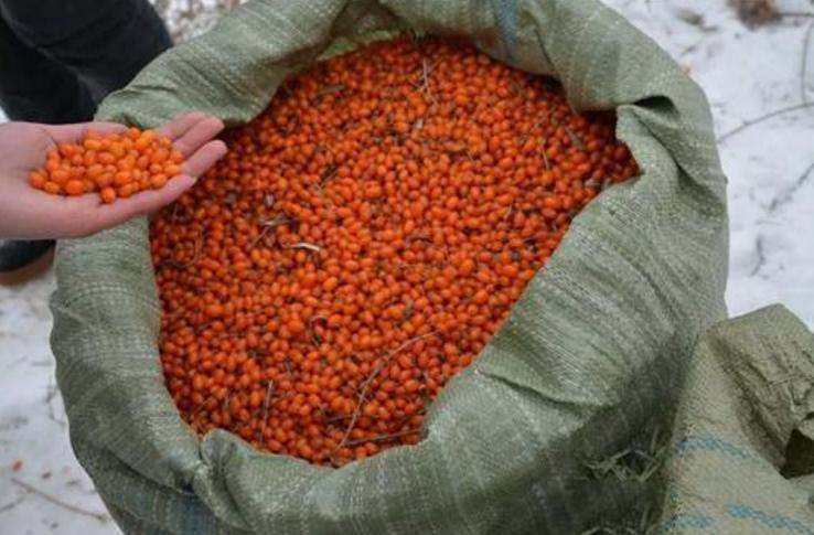 中国沙漠食品,中国沙漠特产