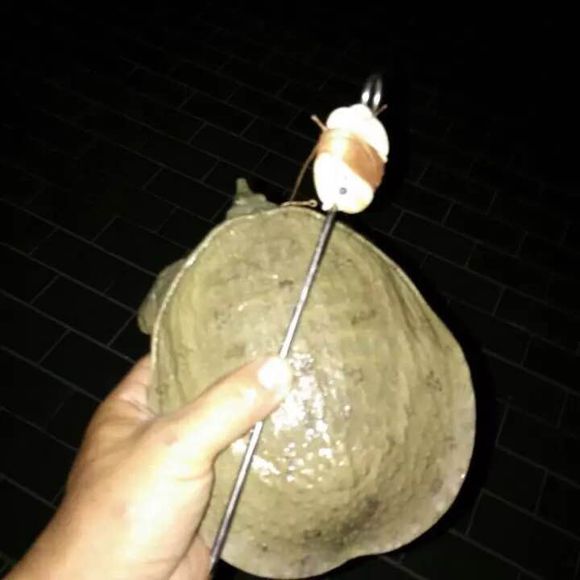 最简单最有效的钓甲鱼方法,甲鱼的正确钓法