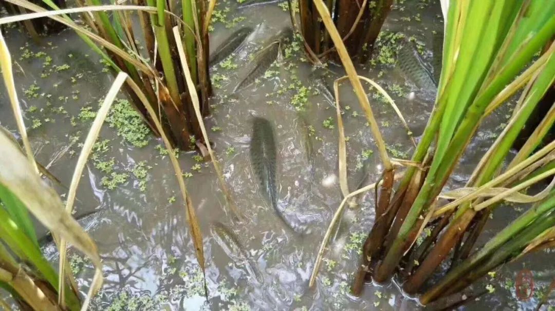 昆明必须知道的高端饭店,昆明市比较出名的饭店