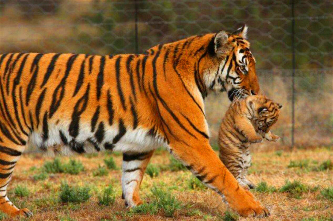 任何猫后颈被抓住猫都无法动弹吗,抓猫的后颈为什么猫不反抗