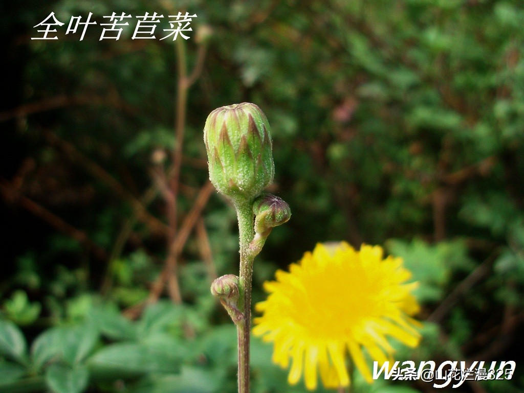 野生菊苣的辨认与图片,野菜苦菜识别方法