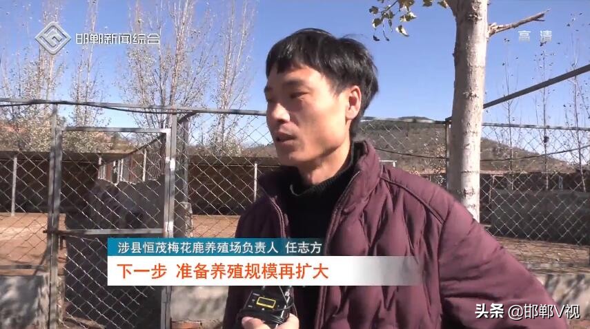 涉县任志方:90后小伙致富有“鹿”