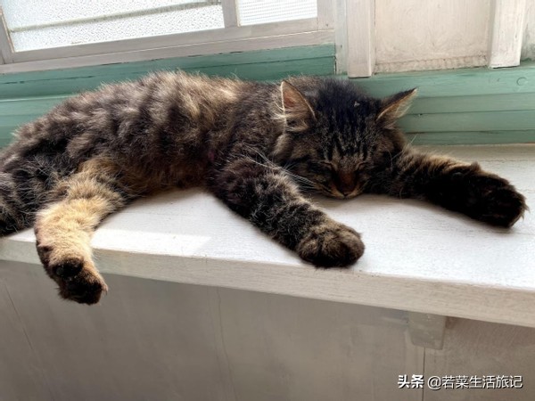 猫奴们都想去的圣地日本的猫岛,日本猫岛猫咪