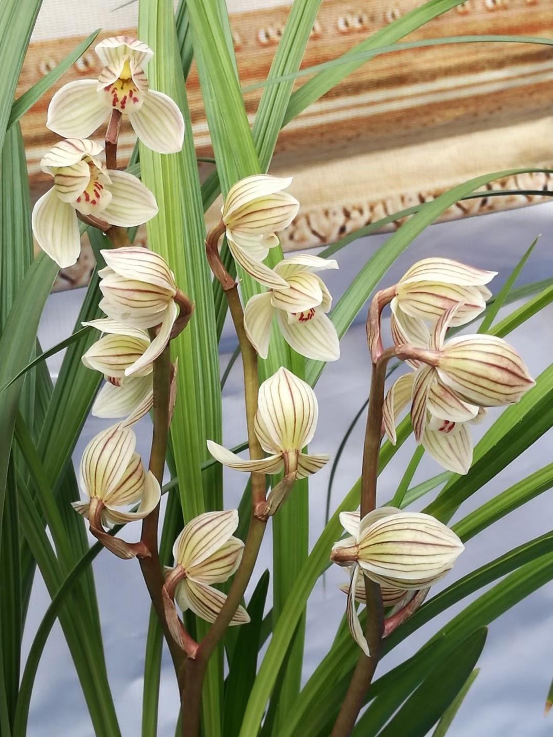 兰花怎么养才能旺盛喜阳,兰花花开富贵出花苞后注意事项