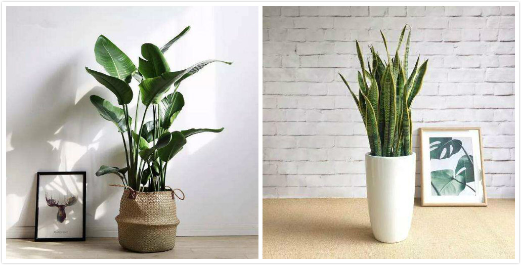 大盆栽绿植对猫无毒有害吗,吊兰绿萝对猫有毒么