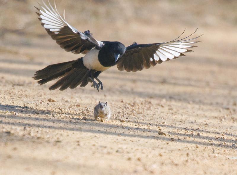 喜鹊的主要特征有哪些,喜鹊的八大特征