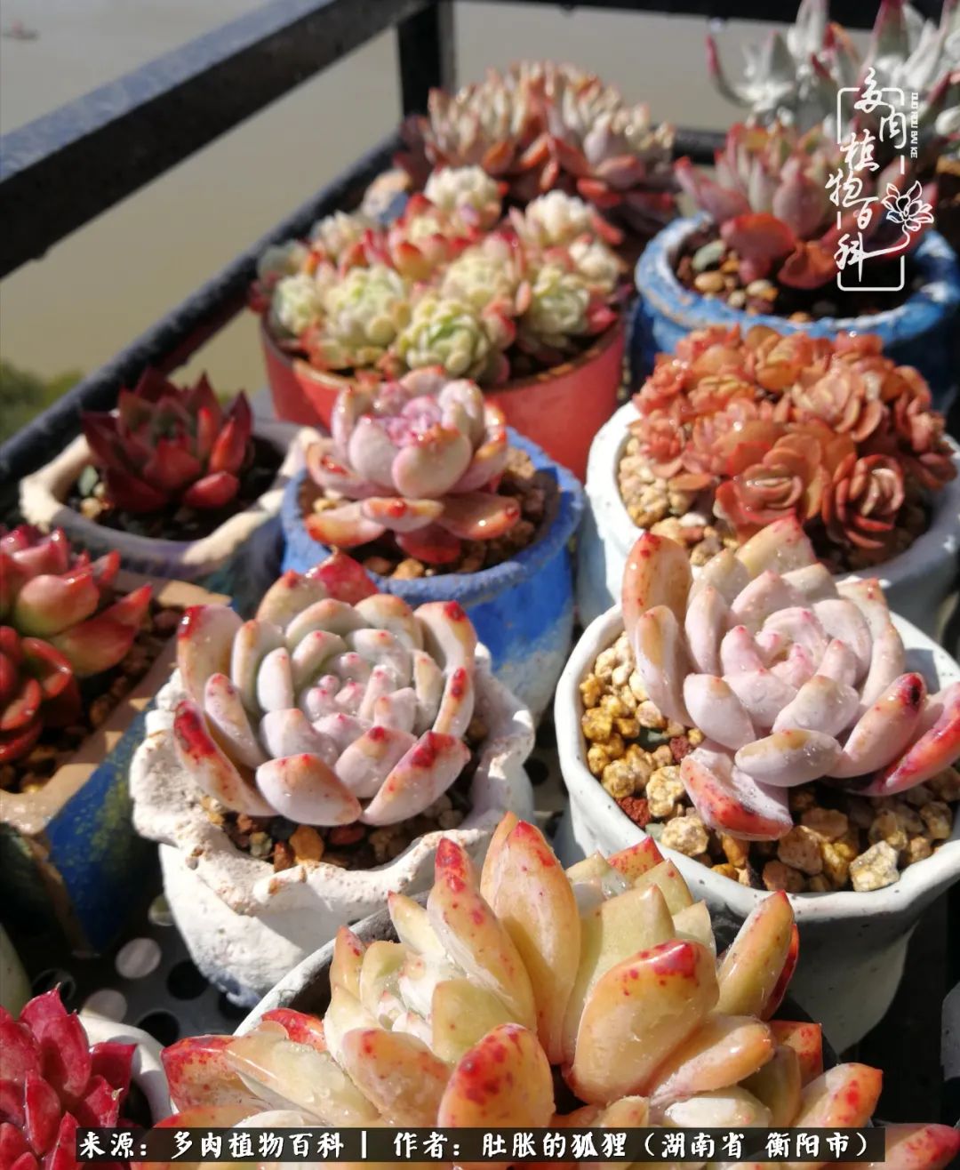 多肉用大盆养好还是用小盆养,多肉用石子养好还是用土养好