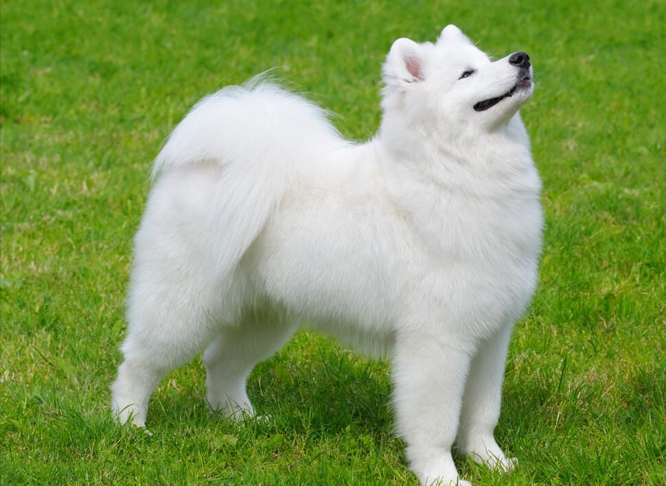 为啥不是所有的狗都适合当警犬,为什么大部分的狗不适合当警犬