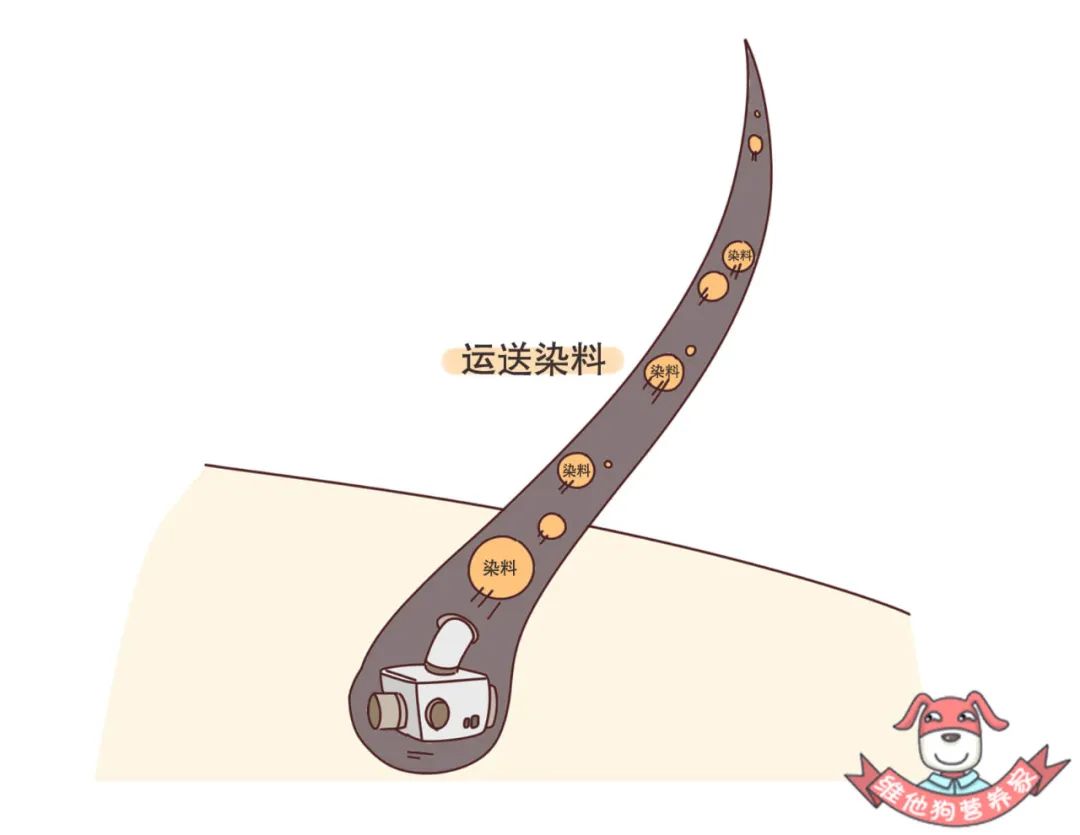 喝黑芝麻黑豆真的能黑发吗,年纪轻轻长白头发吃黑芝麻可以吗