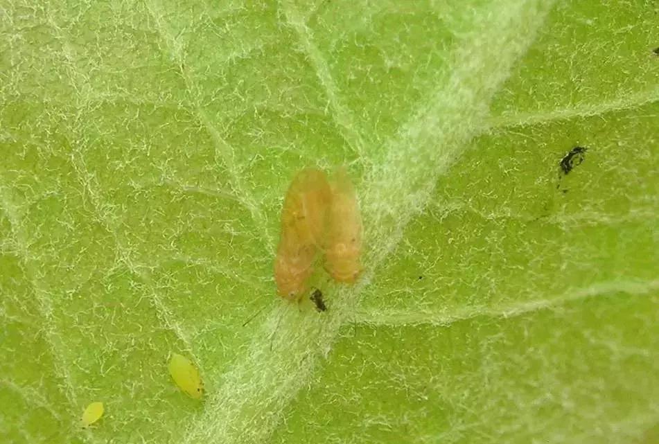 梨树叶子被吃虫害图片及防治方法,梨树八大虫害高清图谱防治方法