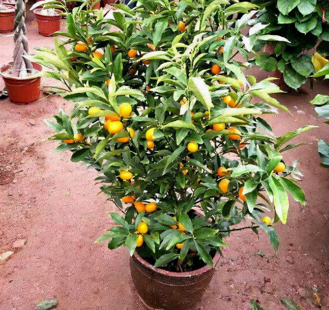 吉祥果盆景养殖方法,盆栽富贵果怎么养