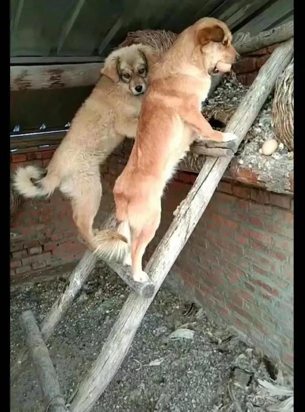 吉娃娃被气坏的视频,吉娃娃被气坏视频