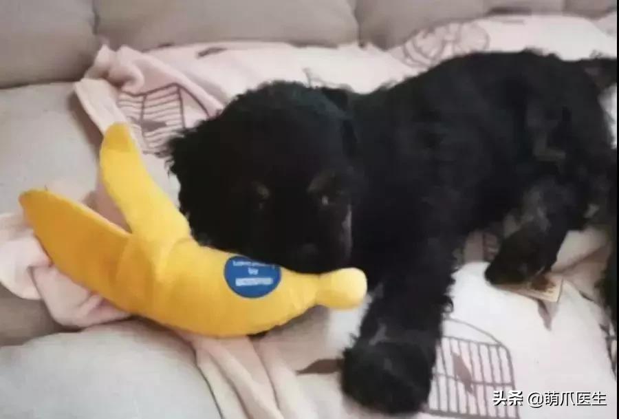 冻干粉免费用一年,免费获得冻干粉