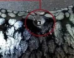 买建盏必须买非遗吗,买建盏捡漏