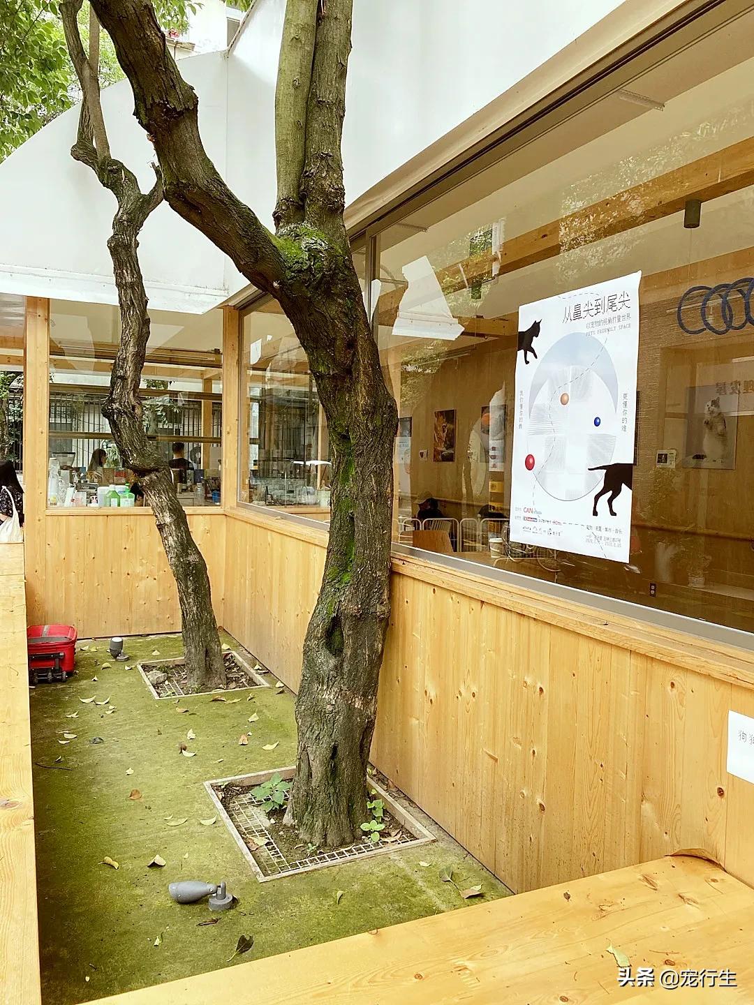 这家宠物快闪集市，怎么拍都好看，学会用宠物视角看世界