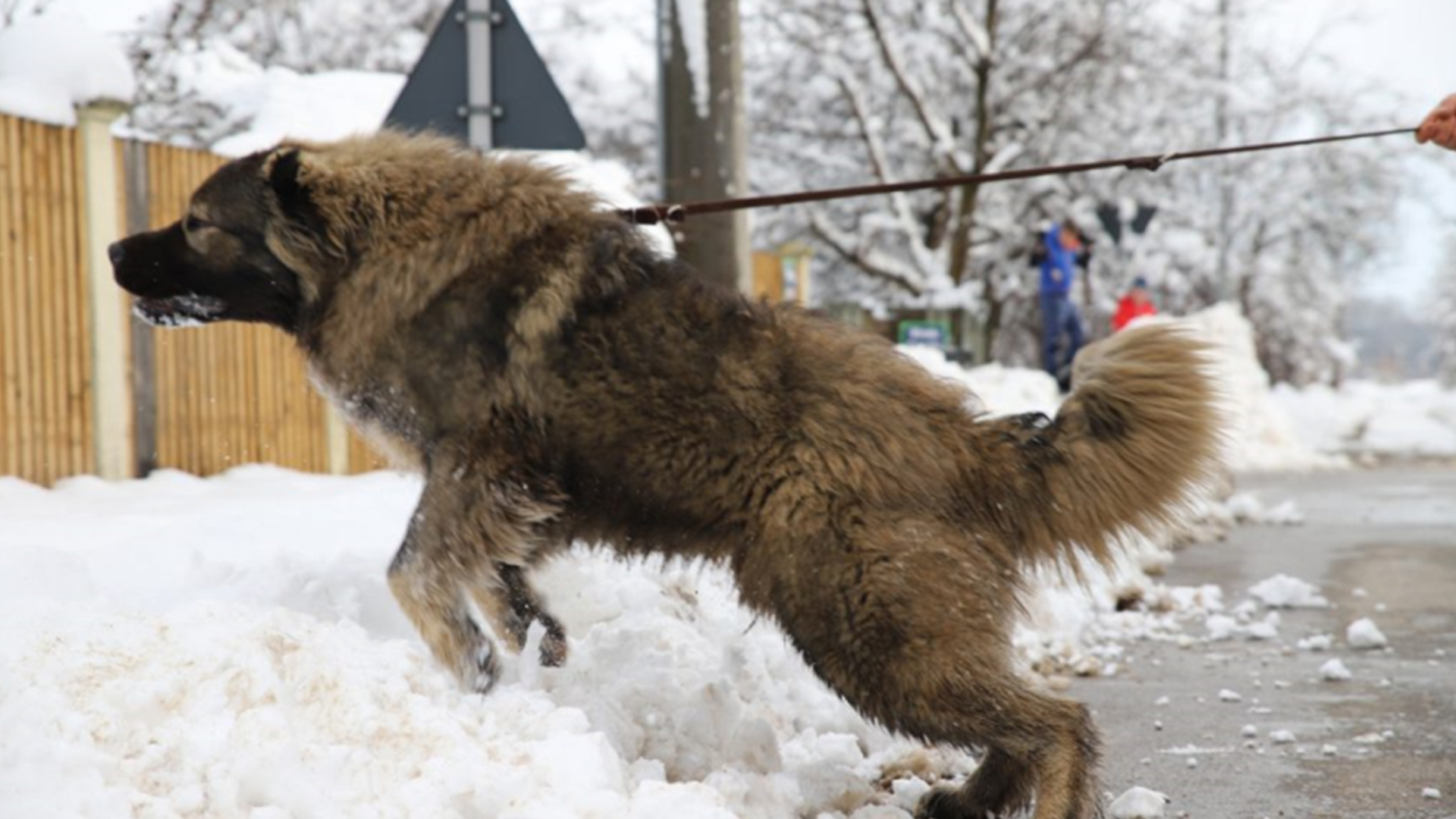 世界上最大的狗藏獒哈士奇,中国十大名犬哈士奇
